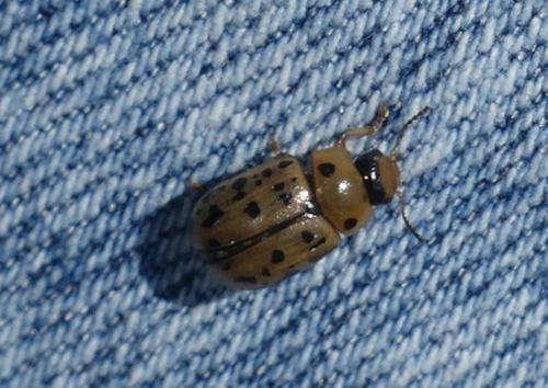 Réf. 343 554 : Gonioctena variabilis